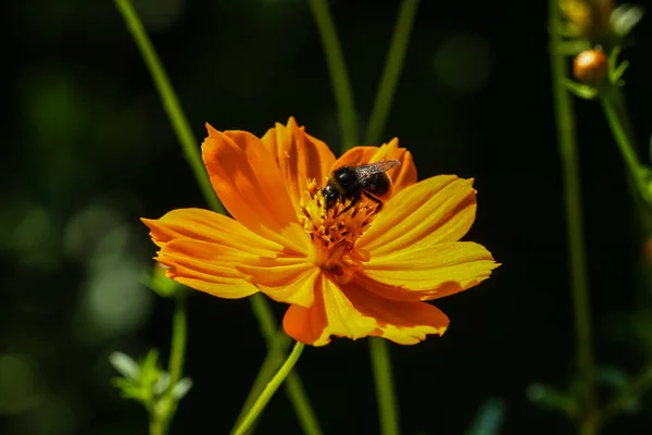 Orange, yellow field flower with a bee — Stock Photo, Image