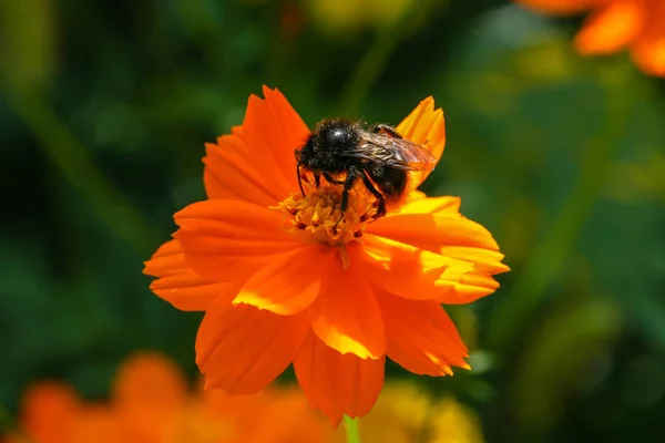 Naranja, flor de campo amarillo con una abeja — Foto de Stock