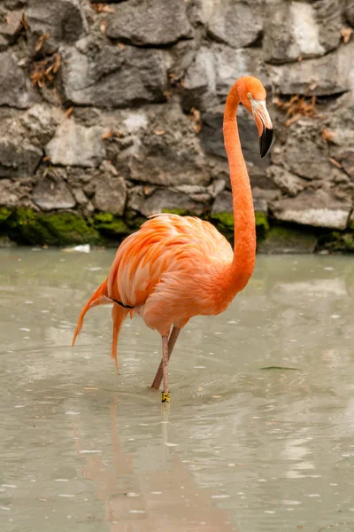 Flamingo no lago água potável — Fotografia de Stock