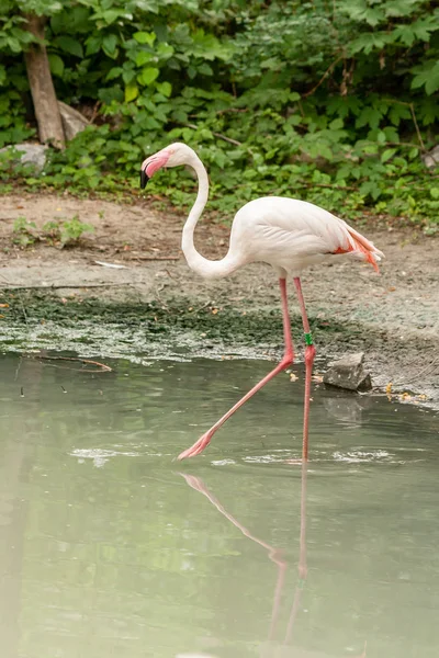 Flamingo no lago água potável — Fotografia de Stock