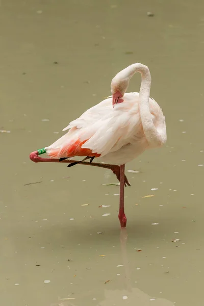Flamingo auf dem See trinkt Wasser — Stockfoto