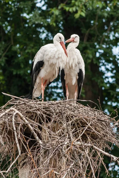 Ein Storchenpaar im Nest — Stockfoto