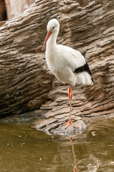 Ein Storch steht auf einem Bein — Stockfoto