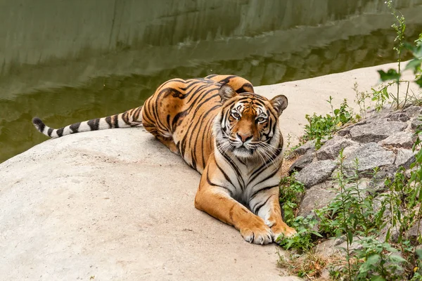 Tygr odpočívá v přírodě u vody — Stock fotografie