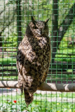Baykuş bir dala oturur.
