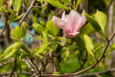 Beyaz ve pembe renk bahar çiçek açan Manolya
