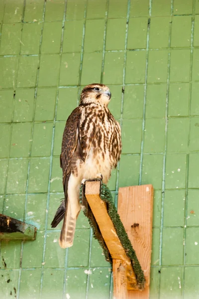 Falcon (hawk) zit op een boom — Stockfoto