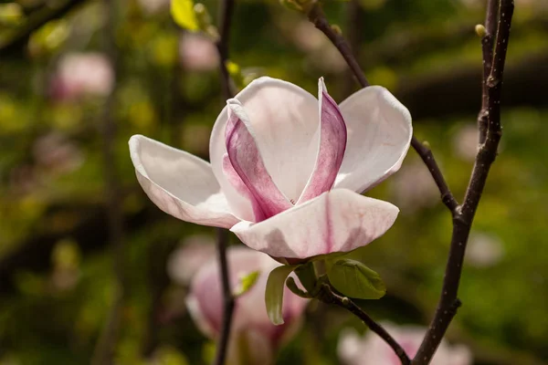 白とピンク色の春咲くマグノリア — ストック写真