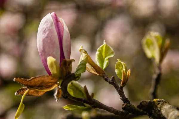 白とピンク色の春咲くマグノリア — ストック写真