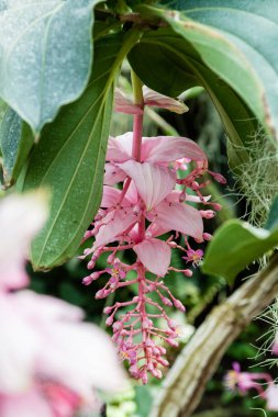 Çiçekli orkide botanik bahçesi içinde