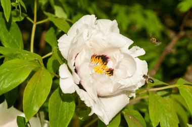 Çiçek açan şakayık yakın çekim