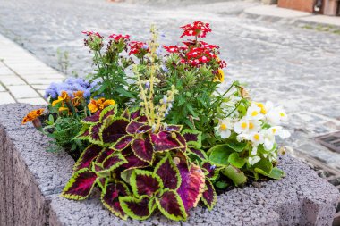 Bir çiçek yatak closeup sokakta çiçek çiçekler