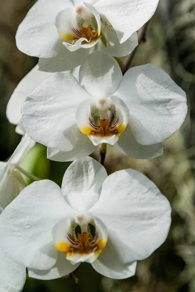 Orquídeas floridas no jardim botânico — Fotografia de Stock