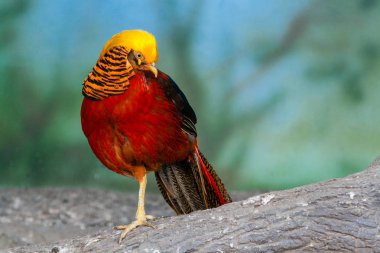 Altın sülün yakın çekim dal