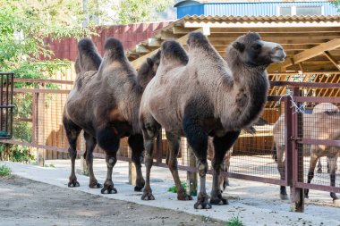 İki seviştiği deve yakın çekim