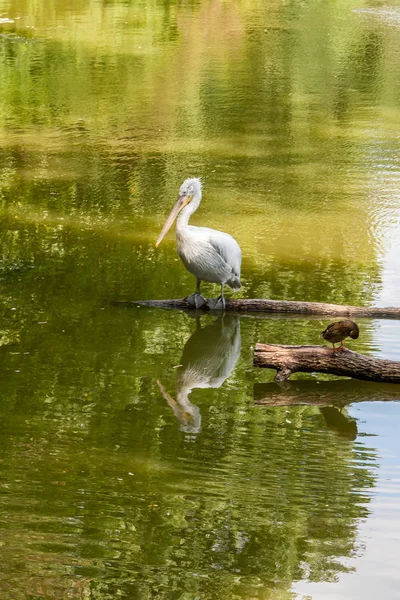 White pelican on the lake close up — Stock Photo, Image