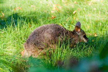 Küçük kanguru çim yakın çekim