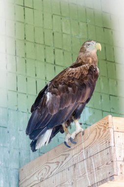 Bir kartal ve Şahin yakın çekim bir şube oturmak