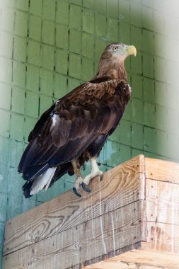 Bir kartal ve Şahin yakın çekim bir şube oturmak