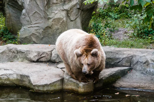 Un orso sulla riva di un lago — Foto Stock