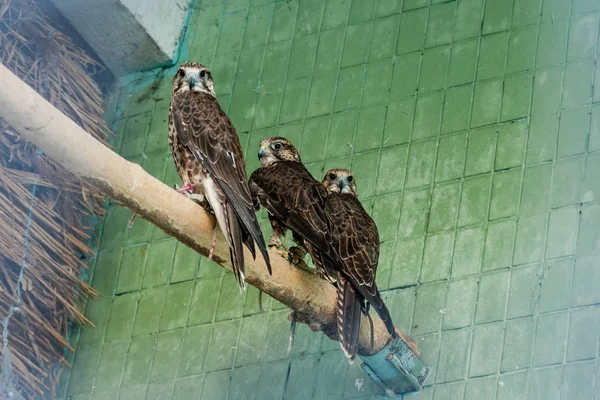 Un aigle et un faucon s'assoient sur une branche rapprochée — Photo