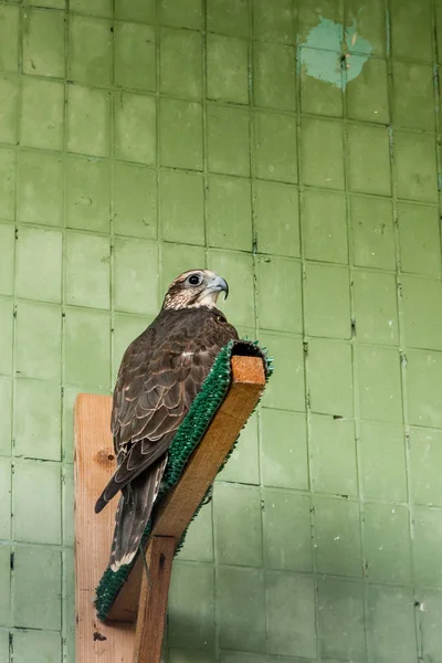 Een adelaar en een Valk zitten op een close-up tak — Stockfoto