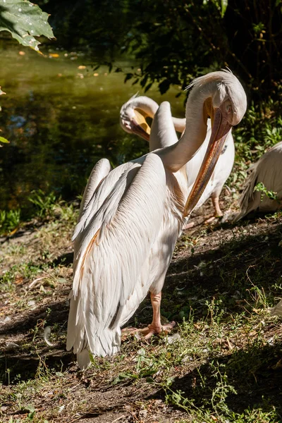 Pelikan aus nächster Nähe spaziert im Sonnenlicht auf dem Gras — Stockfoto