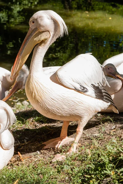 Pelikan aus nächster Nähe spaziert im Sonnenlicht auf dem Gras — Stockfoto