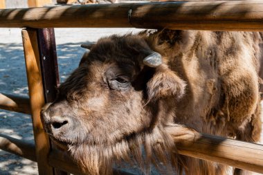 Buffalo yakın çekim kafa