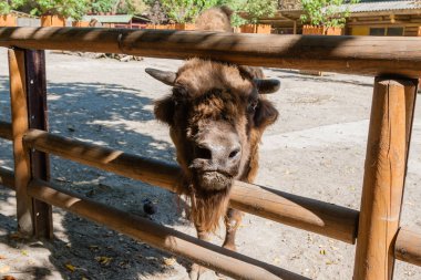 Buffalo yakın çekim kafa