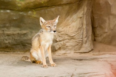 Küçük tilki yakın oturuyor