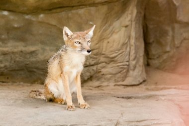 Küçük tilki yakın oturuyor