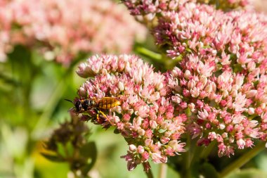 Eşek arısı nektar çiçekler toplar.
