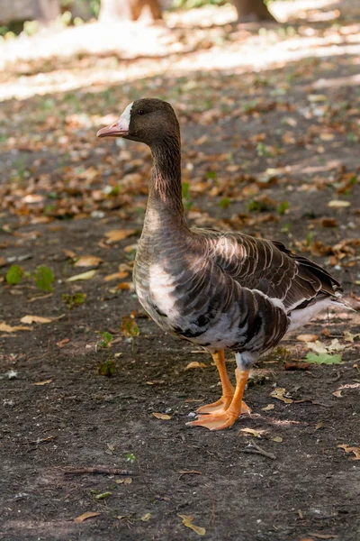 Oie Piskulka gros plan marche sur l'herbe au soleil — Photo