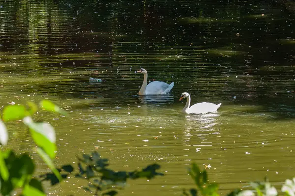 Белые лебеди плавают по озеру — стоковое фото