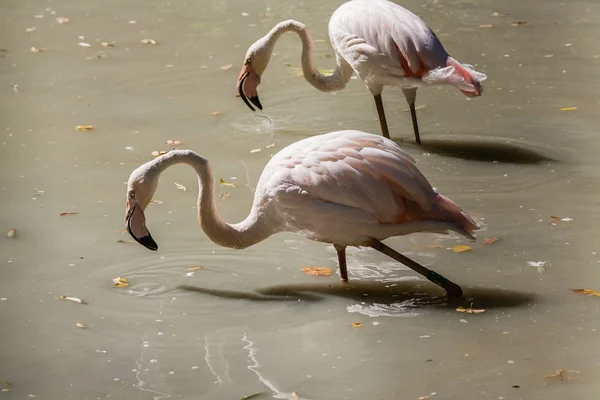 Flamingo close-up de água potável — Fotografia de Stock