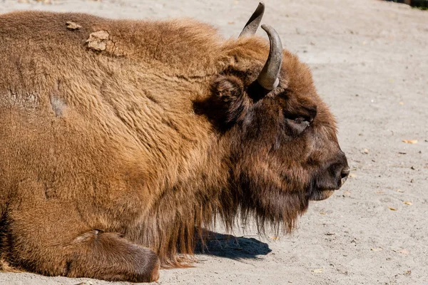 Buffel huvud närbild — Stockfoto