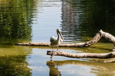 Pelican ve güneşte ısıtılan bir oturum açma oturur