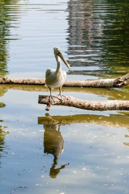 Pelican ve güneşte ısıtılan bir oturum açma oturur