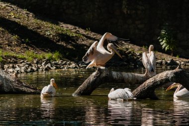 Pelican ve güneşte ısıtılan bir oturum açma oturur