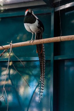 Güzel bir sülün bir dalda oturur