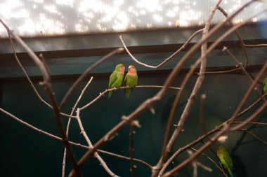 Yakın çekim bir dalda iki aşk yakın arkadaş papağan içinde oturmak