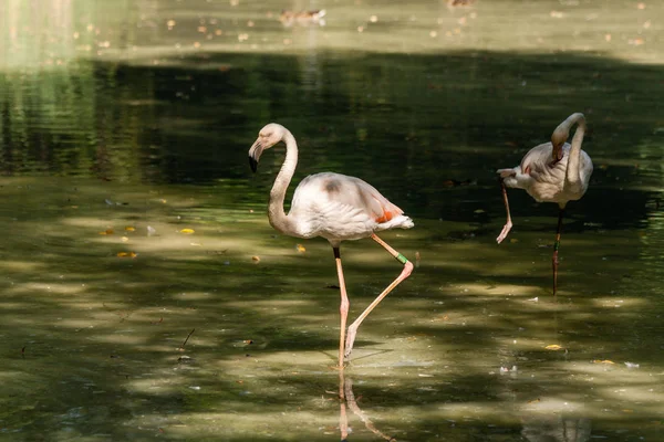 Dois flamingos no lago — Fotografia de Stock