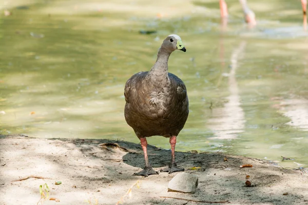 Gänse im Sonnenlicht aus nächster Nähe — Stockfoto