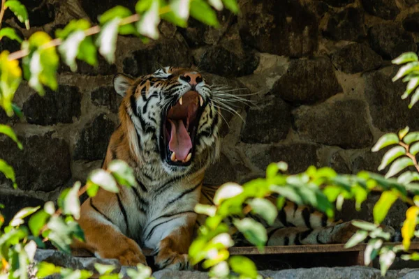 Tiger resting in the shade close up — Stock Photo, Image