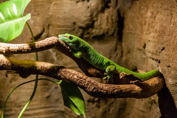 Grüne Gecko-Eidechse sitzt auf einem Zweig aus nächster Nähe — Stockfoto