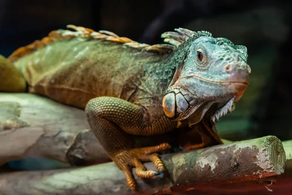 Le lézard iguane est assis sur une branche rapprochée — Photo