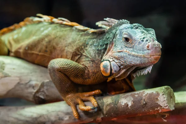 Le lézard iguane est assis sur une branche rapprochée — Photo