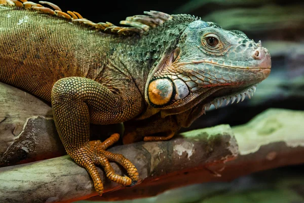 Le lézard iguane est assis sur une branche rapprochée — Photo