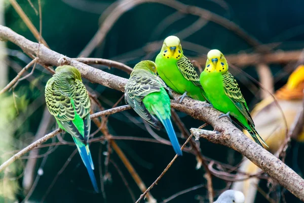 Gröna papegojor sitta på en gren — Stockfoto